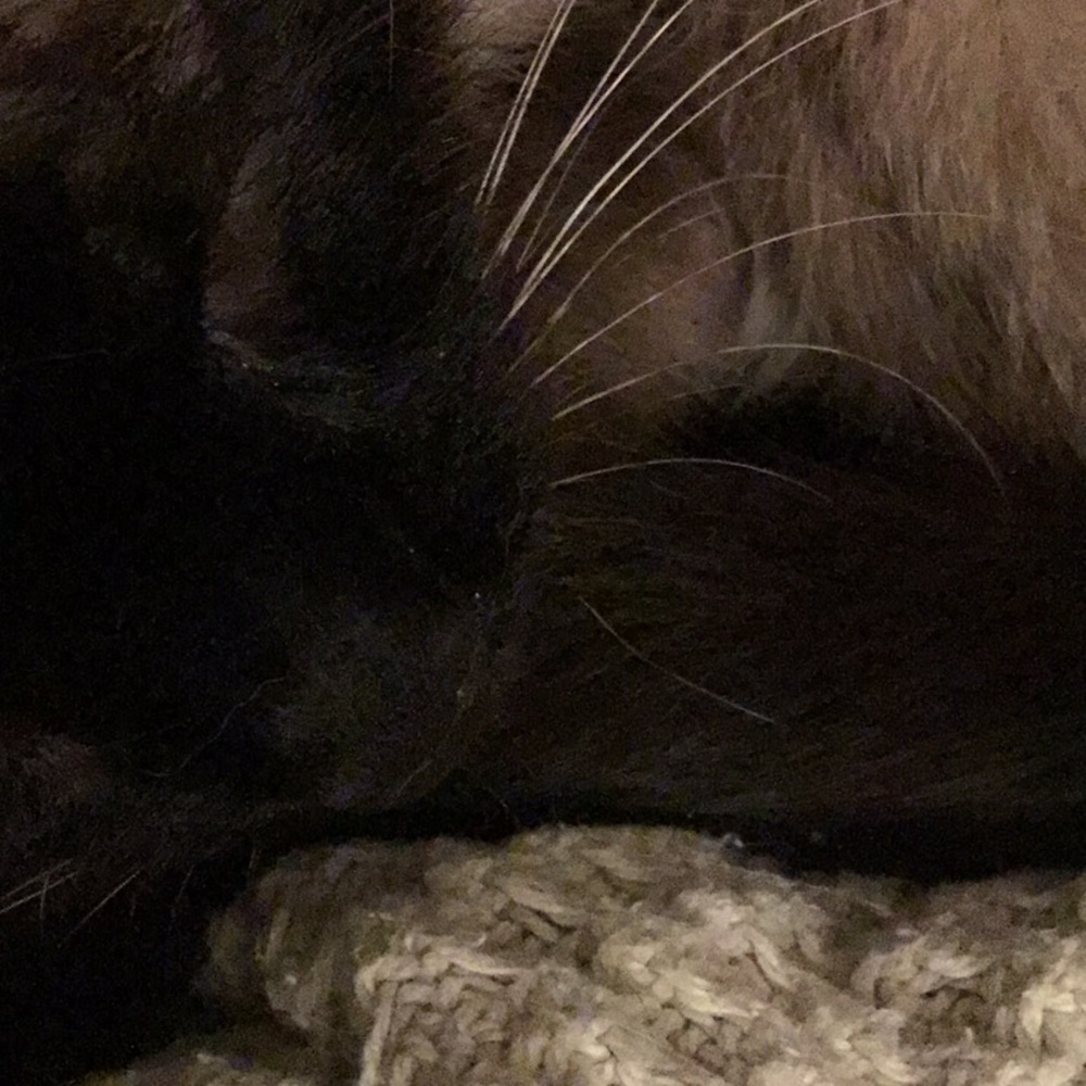 Old male Siamese who already had it bad